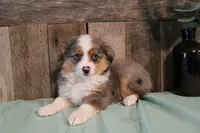 Maddie, a female Toy Australian Shepherd for sale in Versailles, MO – 1 of 9