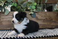 Beulah , a female Toy Australian Shepherd for sale in Versailles, MO – 7 of 9