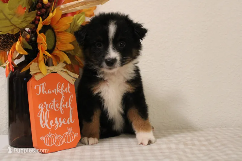 Autumn – Toy Australian Shepherd puppy for sale in Versailles, MO