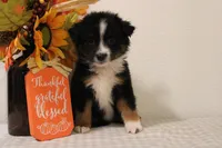 Autumn, a female Toy Australian Shepherd for sale in Versailles, MO – 1 of 8