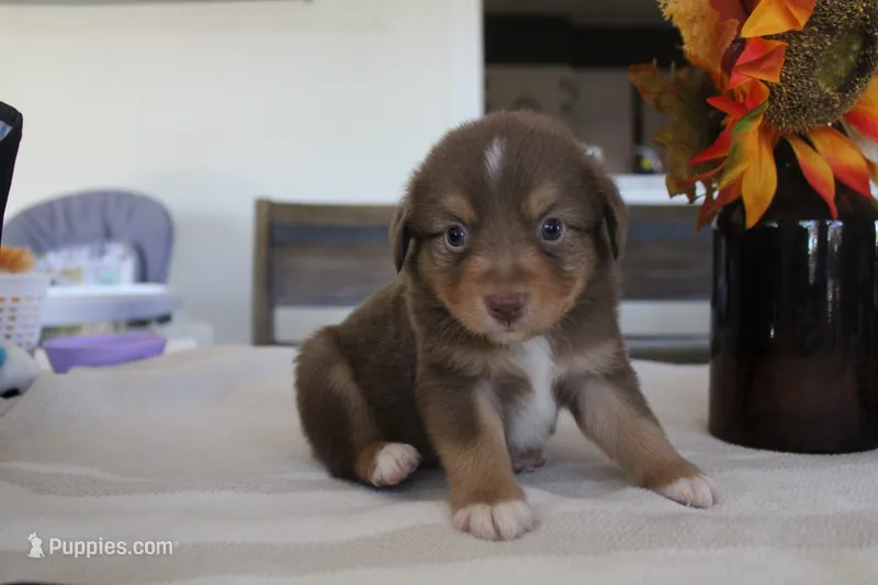 Copper – Toy Australian Shepherd puppy for sale in Versailles, MO