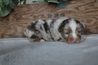 Aspen, a male Toy Australian Shepherd for sale in Versailles, MO – 6 of 8