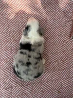 Azul, a male Toy Australian Shepherd for sale in Versailles, MO – 3 of 6