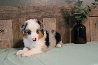 Azul, a male Toy Australian Shepherd for sale in Versailles, MO – 3 of 6