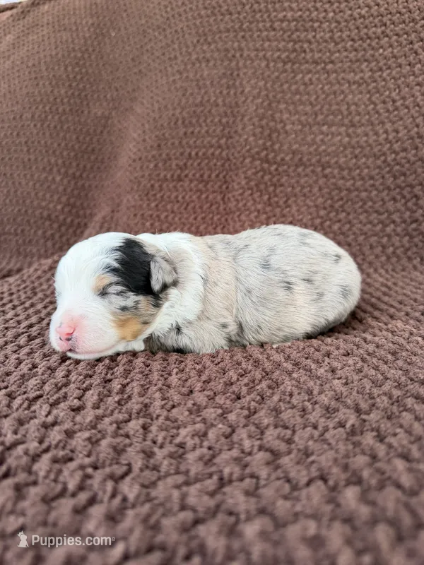 Nigel, a male Toy Australian Shepherd for sale in Versailles, MO – 1 of 6