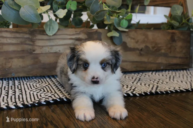 Rip – Toy Australian Shepherd puppy for sale in Versailles, MO