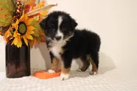 Autumn, a female Toy Australian Shepherd for sale in Versailles, MO – 7 of 8