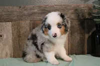 Azul, a male Toy Australian Shepherd for sale in Versailles, MO – 6 of 6