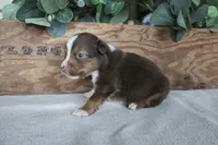 Cinnamon , a male Toy Australian Shepherd for sale in Versailles, MO – 5 of 6