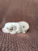 Pretty Boy, a male Toy Australian Shepherd for sale in Versailles, MO – 5 of 6