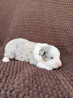 Pretty Boy, a male Toy Australian Shepherd for sale in Versailles, MO – 3 of 6