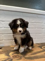 Tango , a male Toy Australian Shepherd for sale in Versailles, MO – 4 of 10