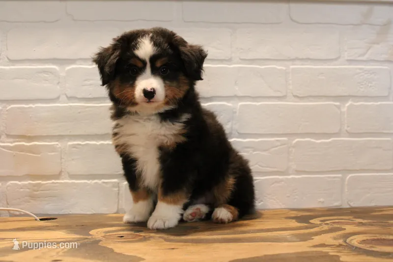 Tango  – Toy Australian Shepherd puppy on hold in Versailles, MO