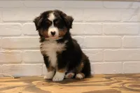 Tango , a male Toy Australian Shepherd for sale in Versailles, MO – 1 of 10