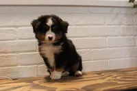 Tango , a male Toy Australian Shepherd for sale in Versailles, MO – 8 of 10