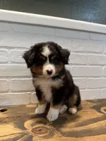 Tango , a male Toy Australian Shepherd for sale in Versailles, MO – 2 of 10