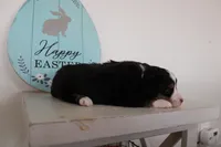 Tango , a male Toy Australian Shepherd for sale in Versailles, MO – Photo 6 of 8