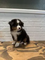 Tango , a male Toy Australian Shepherd for sale in Versailles, MO – 3 of 10
