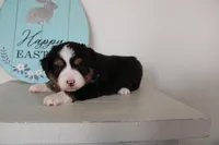 Tango , a male Toy Australian Shepherd for sale in Versailles, MO – Photo 3 of 8