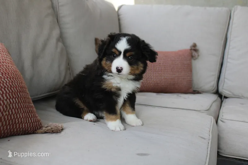 Tango  – Toy Australian Shepherd puppy for sale in Versailles, MO