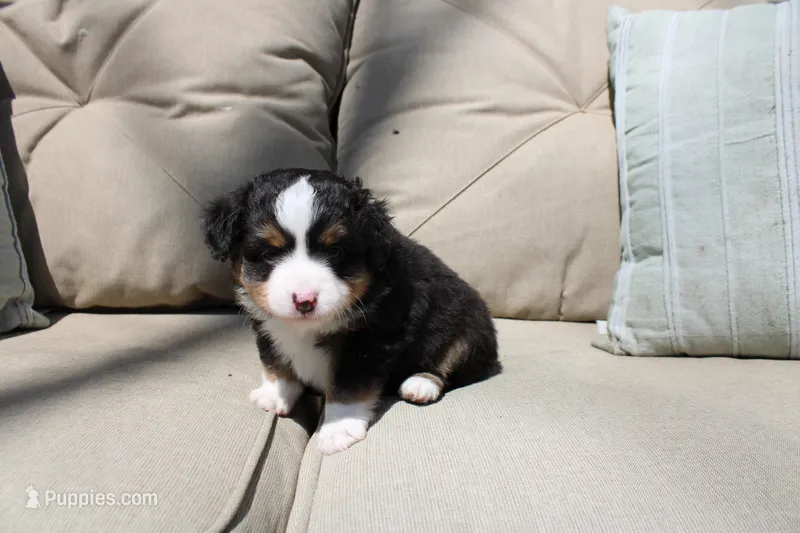 Tango  – Toy Australian Shepherd puppy for sale in Versailles, MO