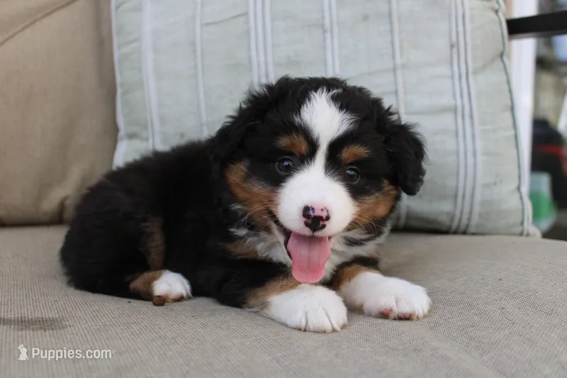 Tango  – Toy Australian Shepherd puppy for sale in Versailles, MO