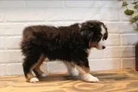 Tango , a male Toy Australian Shepherd for sale in Versailles, MO – 7 of 10