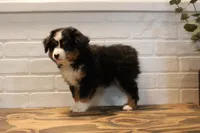Tango , a male Toy Australian Shepherd for sale in Versailles, MO – 9 of 10