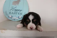 Tango , a male Toy Australian Shepherd for sale in Versailles, MO – Photo 2 of 8