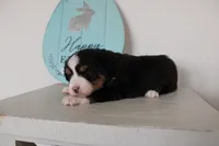 Tango , a male Toy Australian Shepherd for sale in Versailles, MO – Photo 5 of 8