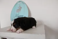 Tango , a male Toy Australian Shepherd for sale in Versailles, MO – Photo 4 of 8