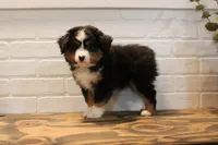Tango , a male Toy Australian Shepherd for sale in Versailles, MO – 6 of 10