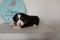 Tango , a male Toy Australian Shepherd for sale in Versailles, MO – Photo 8 of 8