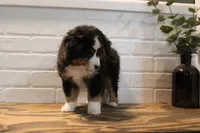 Tango , a male Toy Australian Shepherd for sale in Versailles, MO – 10 of 10