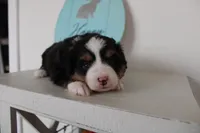 Tango , a male Toy Australian Shepherd for sale in Versailles, MO – Photo 7 of 8