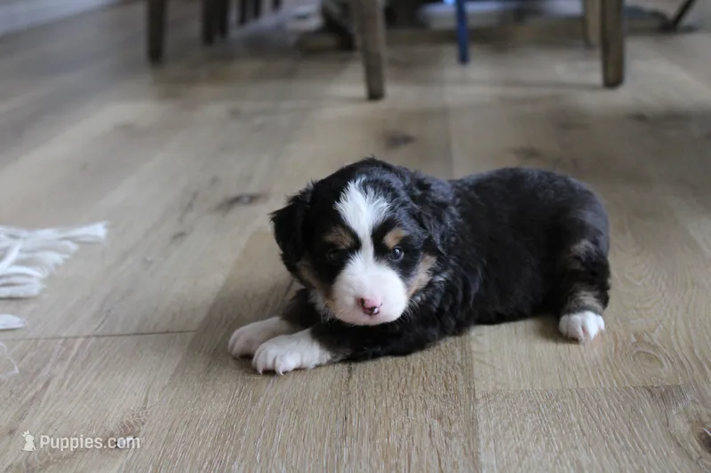 Tango  – Toy Australian Shepherd puppy for sale in Versailles, MO