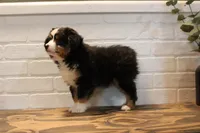 Tango , a male Toy Australian Shepherd for sale in Versailles, MO – 5 of 10