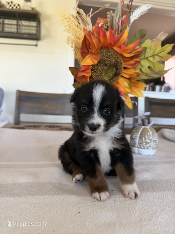 Boo – Toy Australian Shepherd puppy for sale in Versailles, MO