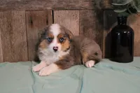 Maddie, a female Toy Australian Shepherd for sale in Versailles, MO – 9 of 9