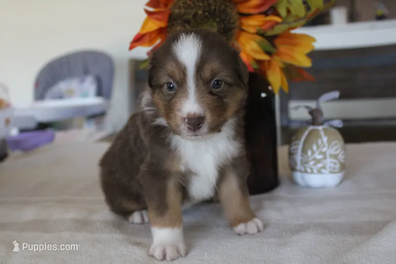 Cinnamon  – Toy Australian Shepherd puppy for sale in Versailles, MO