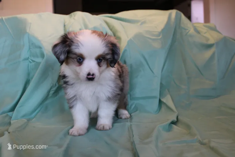 Rip – Toy Australian Shepherd puppy for sale in Versailles, MO