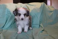 Rip, a male Toy Australian Shepherd for sale in Versailles, MO – 1 of 4