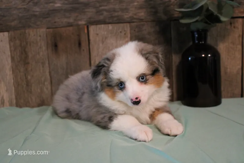 Pretty Boy – Toy Australian Shepherd puppy for sale in Versailles, MO
