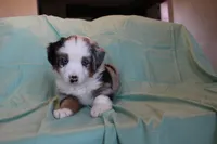 Carter, a male Toy Australian Shepherd for sale in Versailles, MO – 8 of 8