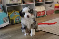 Carter, a male Toy Australian Shepherd for sale in Versailles, MO – 2 of 8