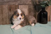 Maddie, a female Toy Australian Shepherd for sale in Versailles, MO – 8 of 9
