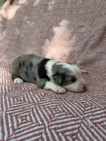 Rip, a male Toy Australian Shepherd for sale in Versailles, MO – 5 of 6