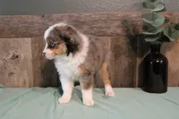 Maddie, a female Toy Australian Shepherd for sale in Versailles, MO – 5 of 9
