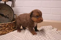 Zuma, a male Toy Australian Shepherd for sale in Versailles, MO – Photo 7 of 7