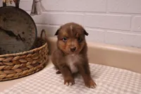 Zuma, a male Toy Australian Shepherd for sale in Versailles, MO – Photo 1 of 7